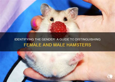 dicke hamster|Identifying The Gender: A Guide To Distinguishing Female And .